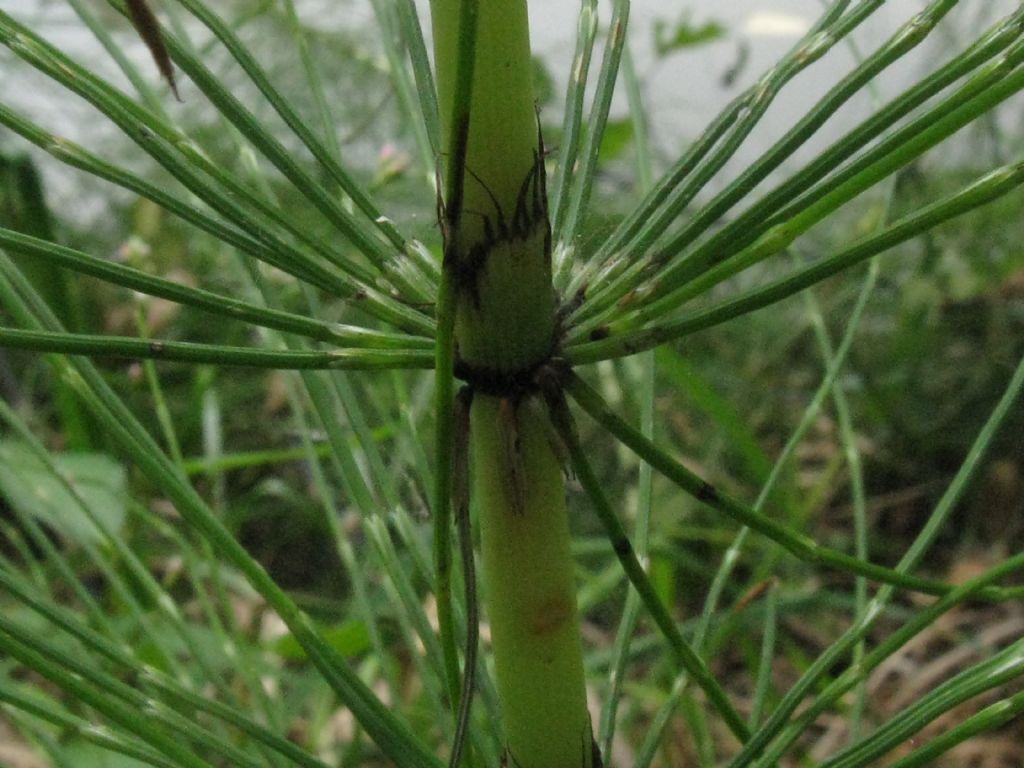 Equisetum...?  Equisetum telmateia