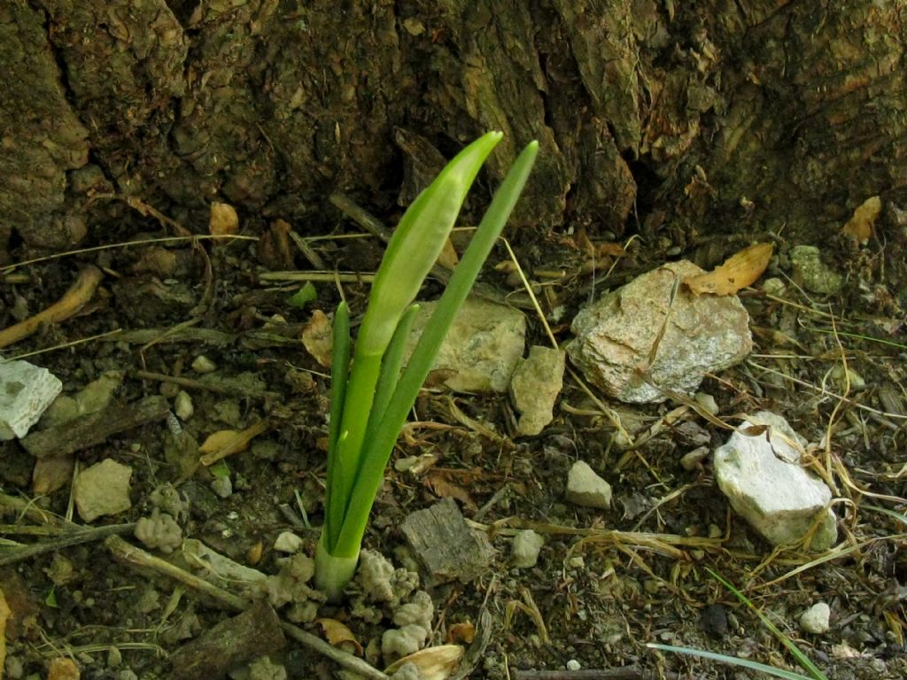 Sternbergia lutea?  S