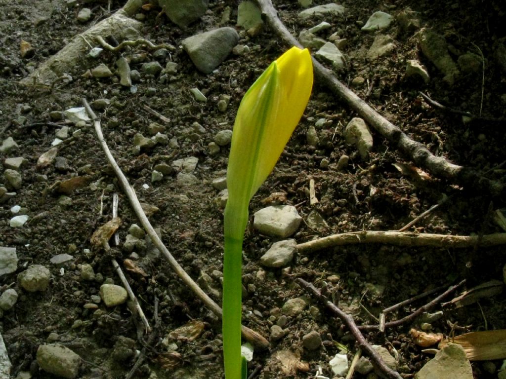 Sternbergia lutea?  S