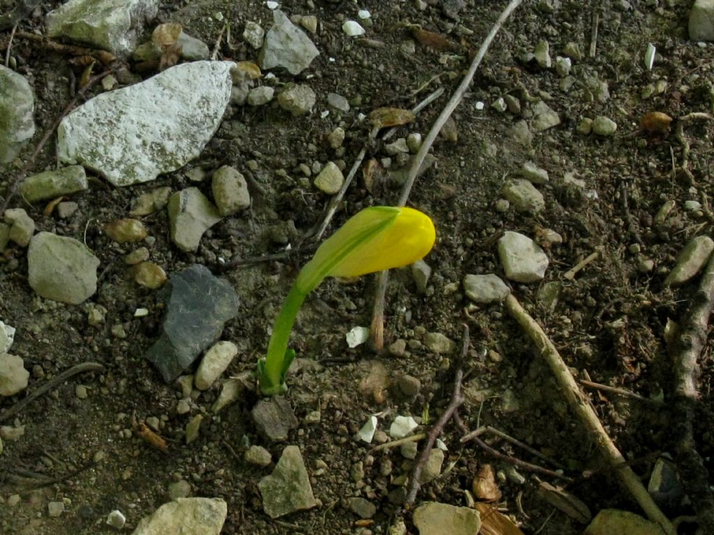 Sternbergia lutea?  Sì