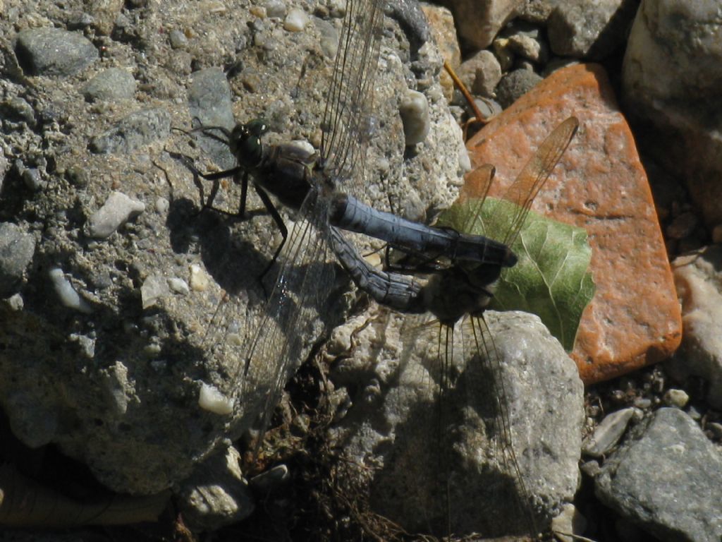 Copula di Orthetrum cancellatum?  S