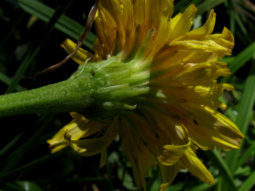 Asteraceae: Picris hieracioides
