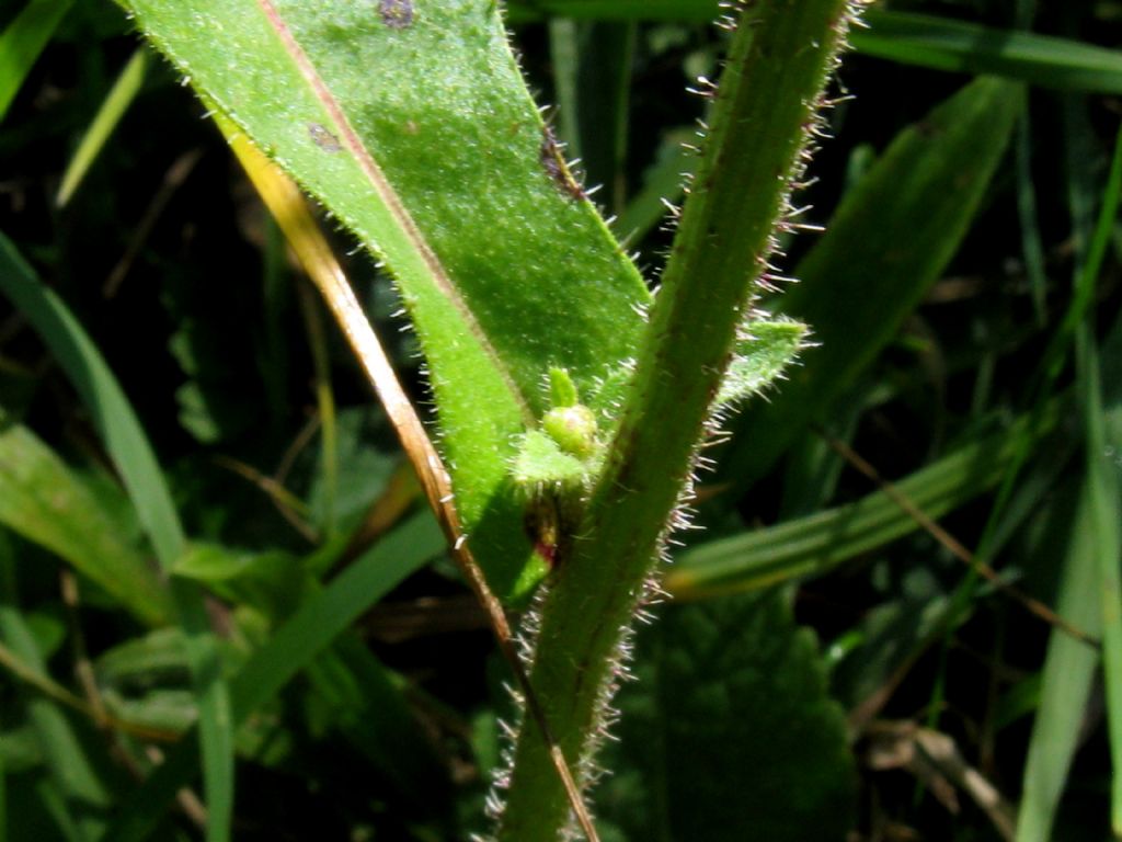 Asteraceae: Picris hieracioides