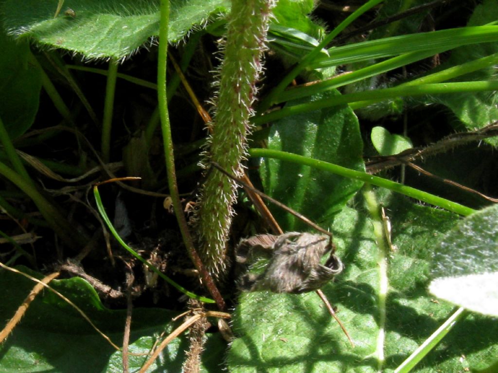 Asteraceae: Picris hieracioides