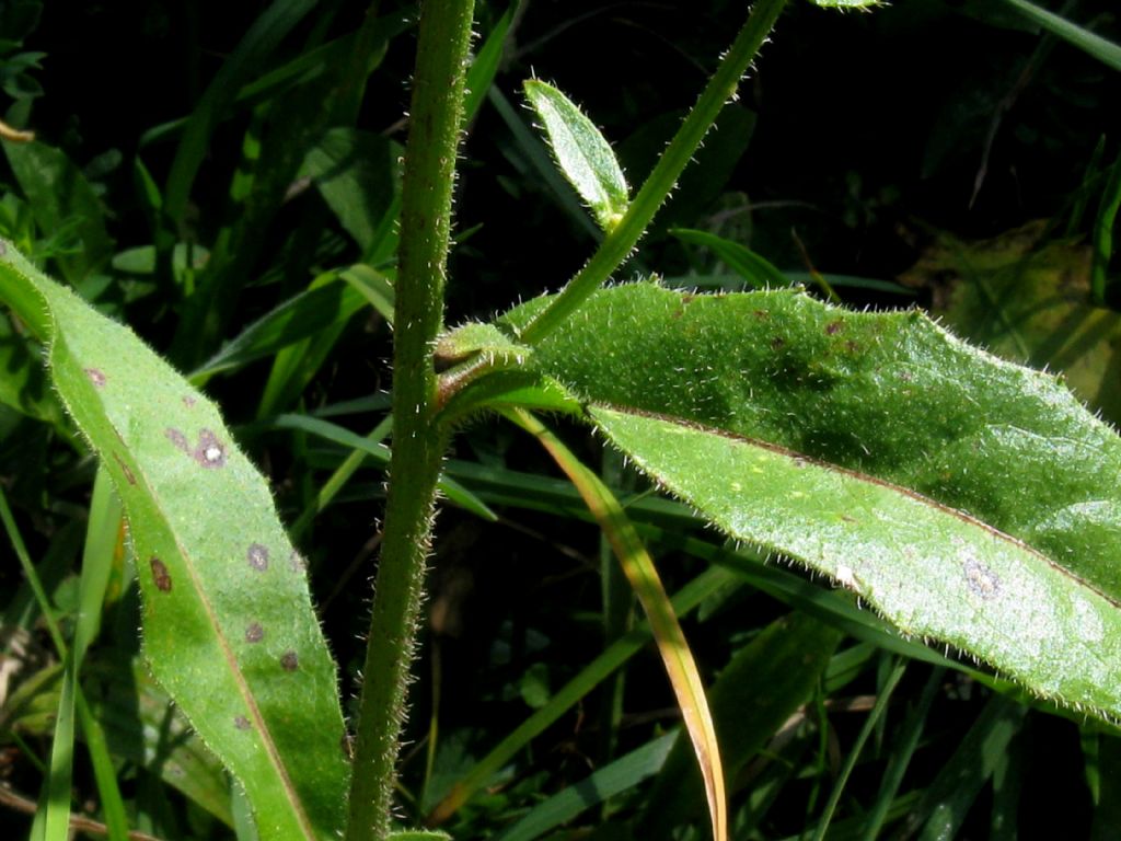 Asteraceae: Picris hieracioides