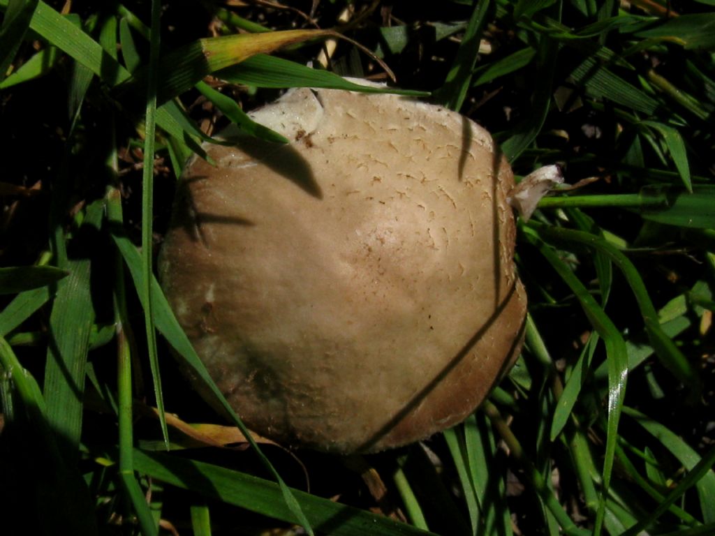 Fungo da identificare