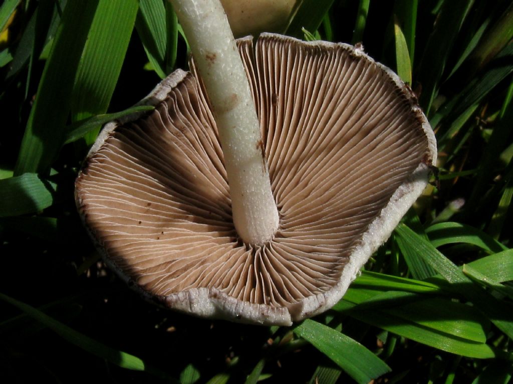 Fungo da identificare