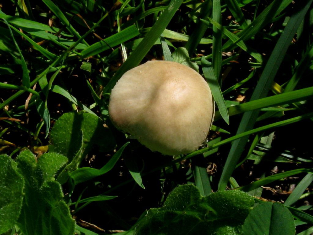 Fungo da identificare