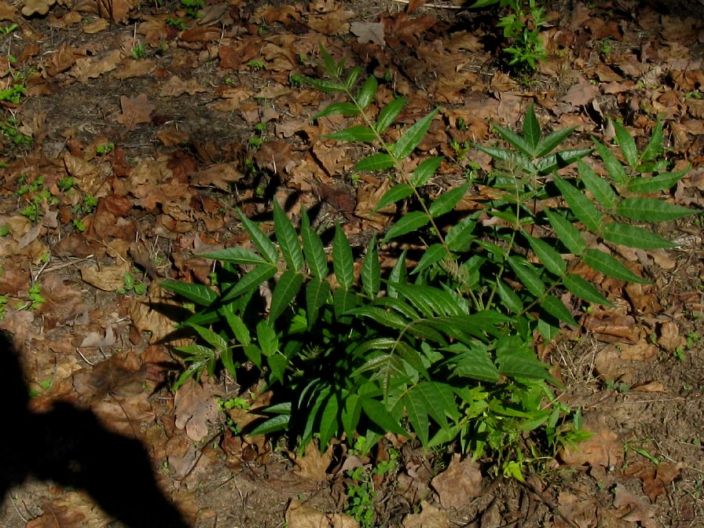 Toona sinensis