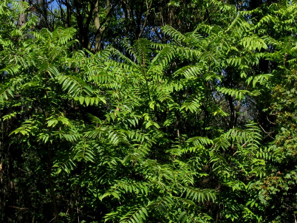 Toona sinensis