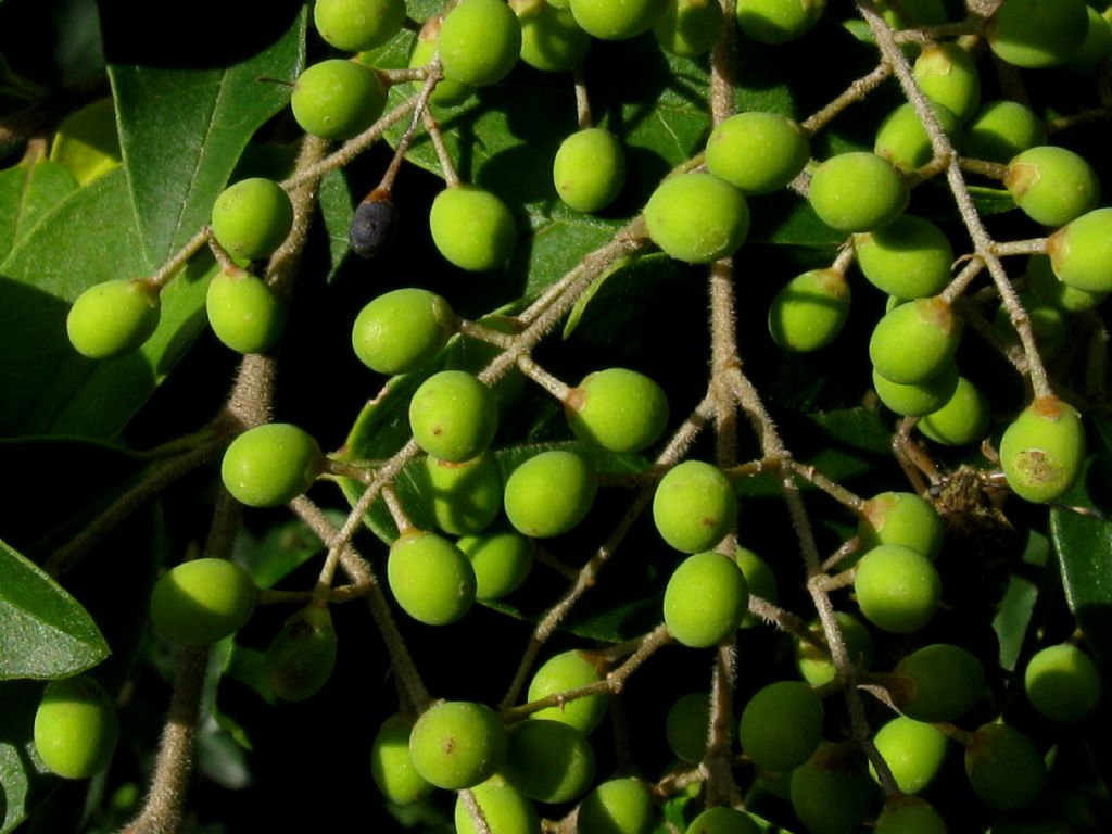 Prunus laurocerasus?  No, Ligustrum sinense