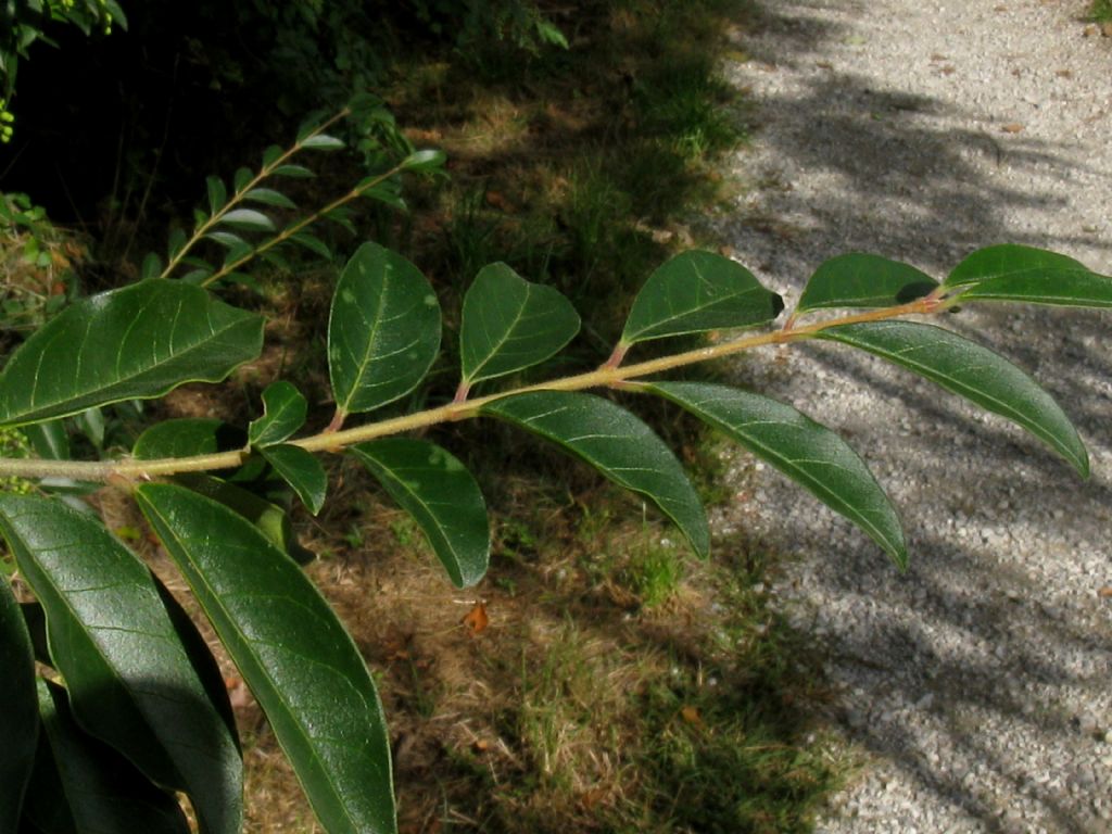 Prunus laurocerasus?  No, Ligustrum sinense