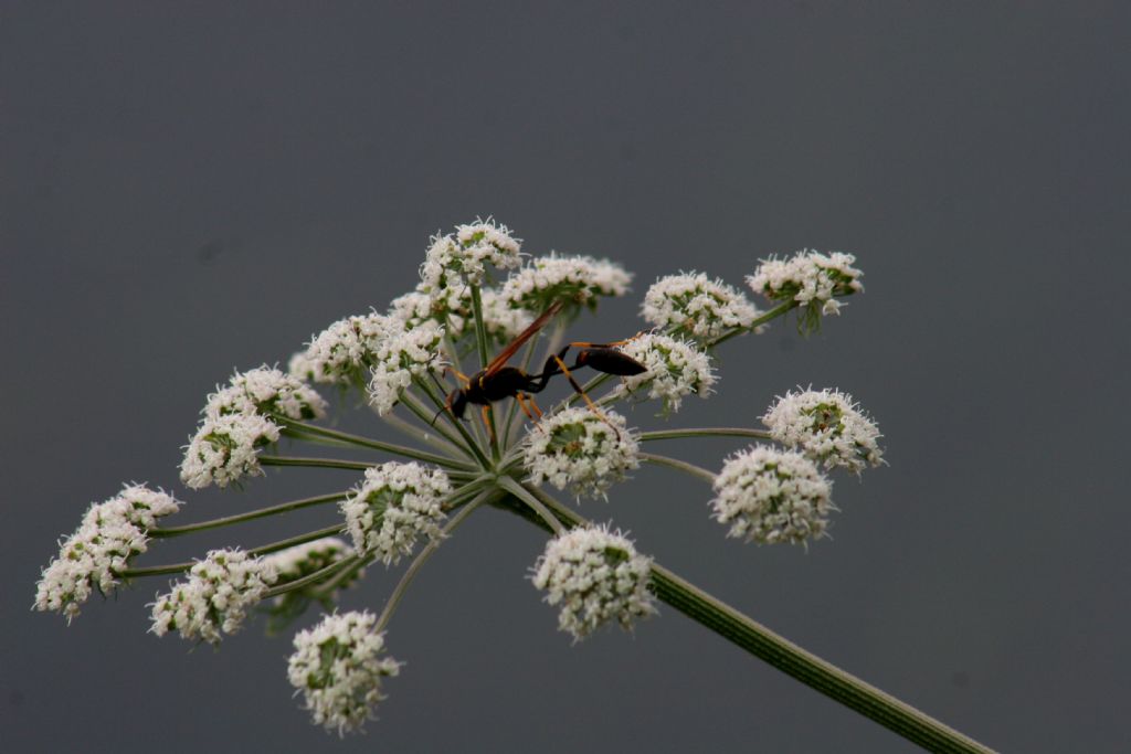Sphecidae: Sceliphron caementarium? S