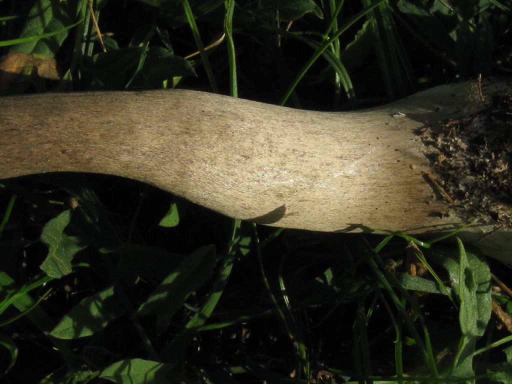 Macrolepiota procera?