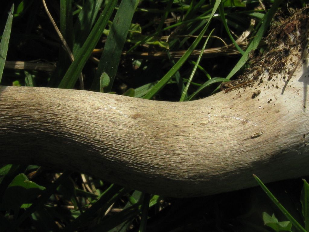 Macrolepiota procera?