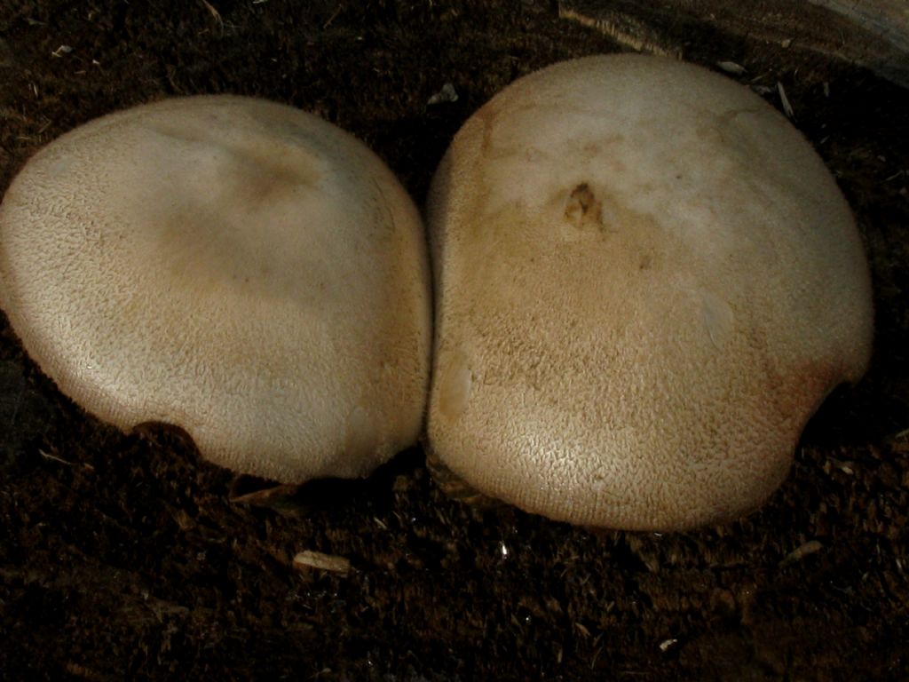 ungo lignicolo da identificare