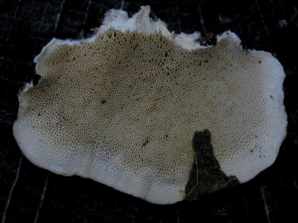 Trametes...?