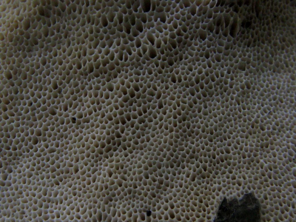 Trametes...?