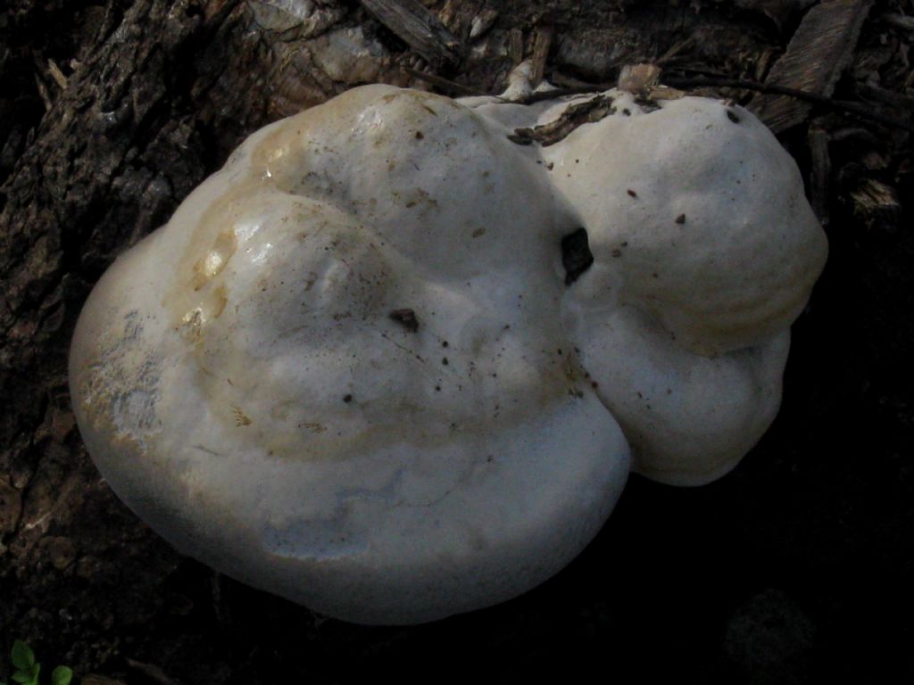 Fungo lignicolo da id. 2