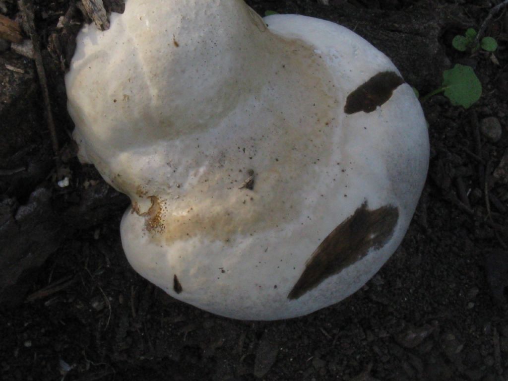 Fungo lignicolo da id. 2