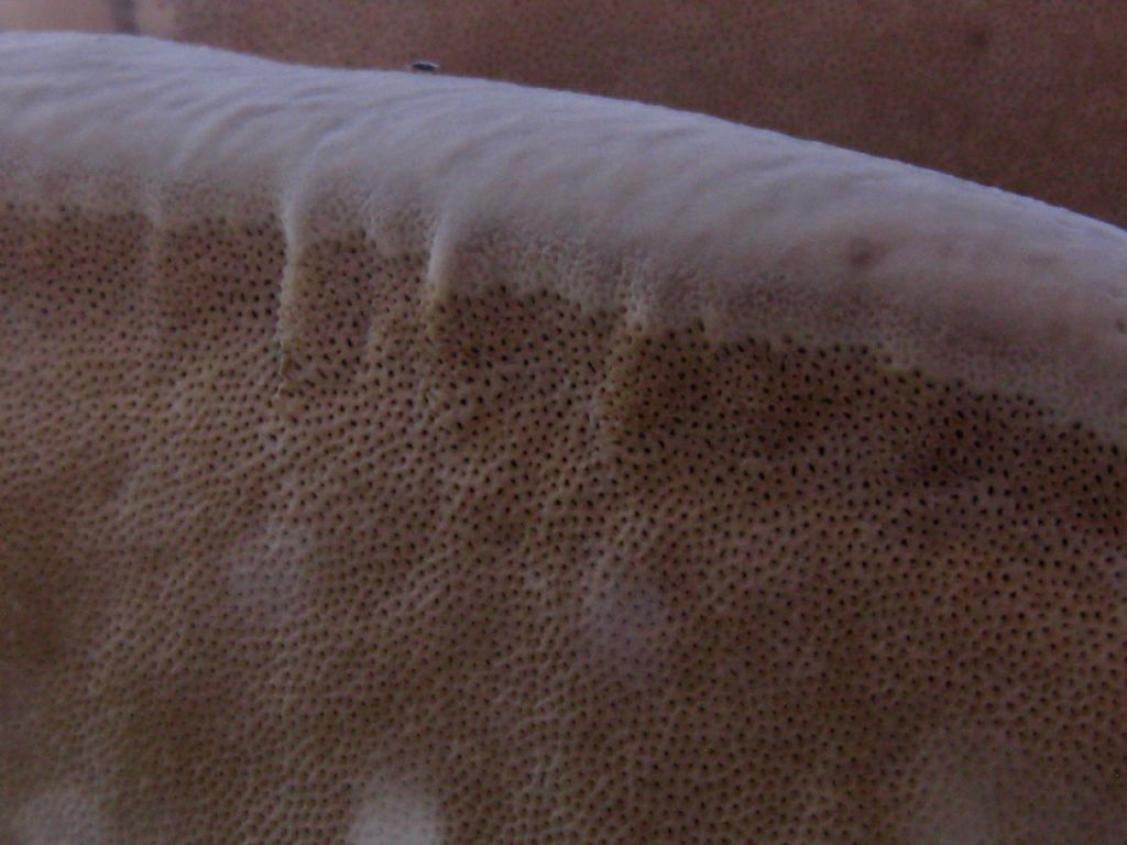 Fungo lignicolo da id. 2