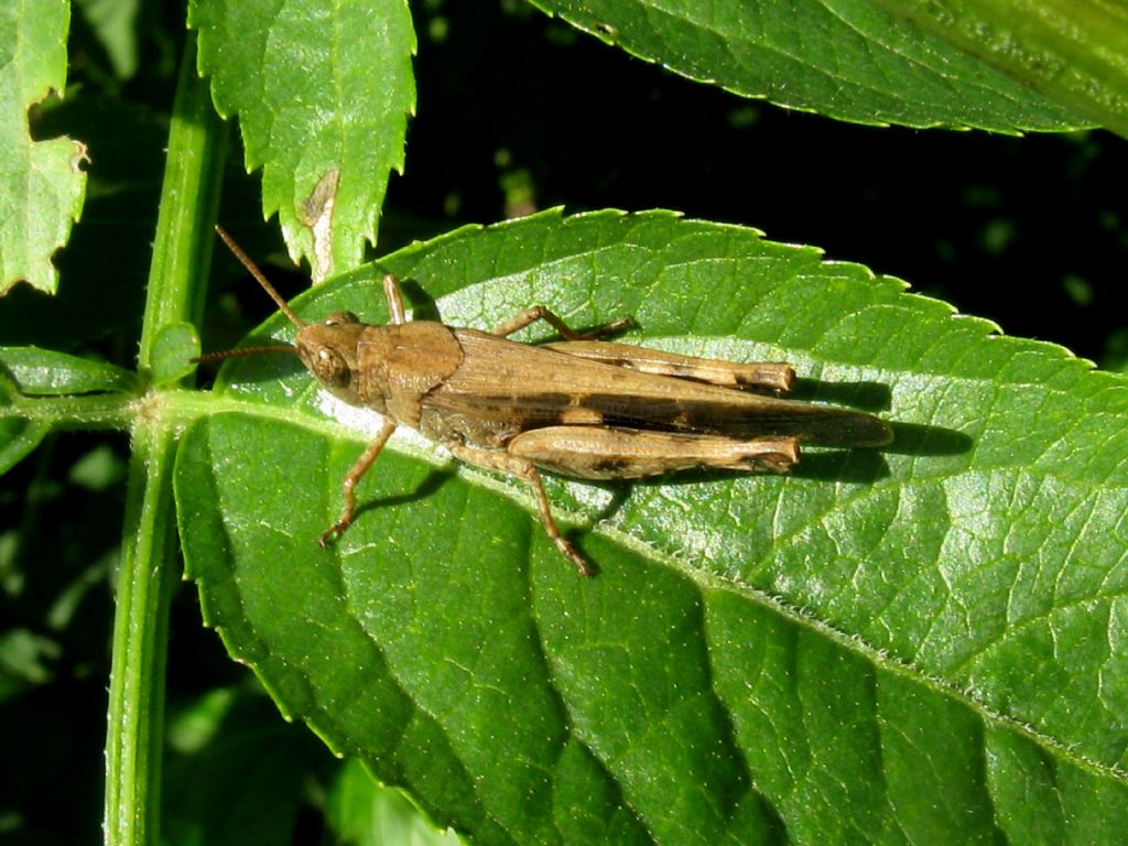 cavalletta da identificare