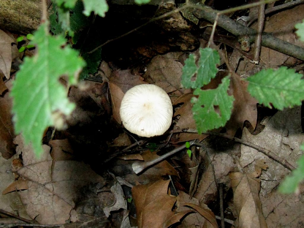 Fungo identificabile 2 ?