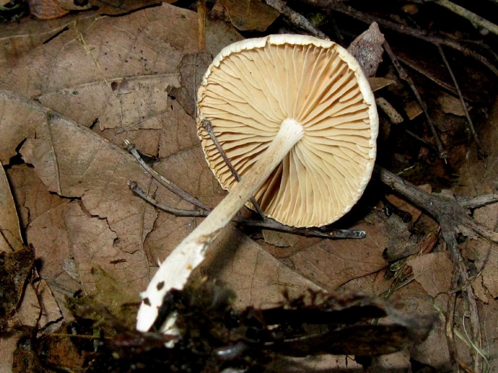 Fungo identificabile 2 ?