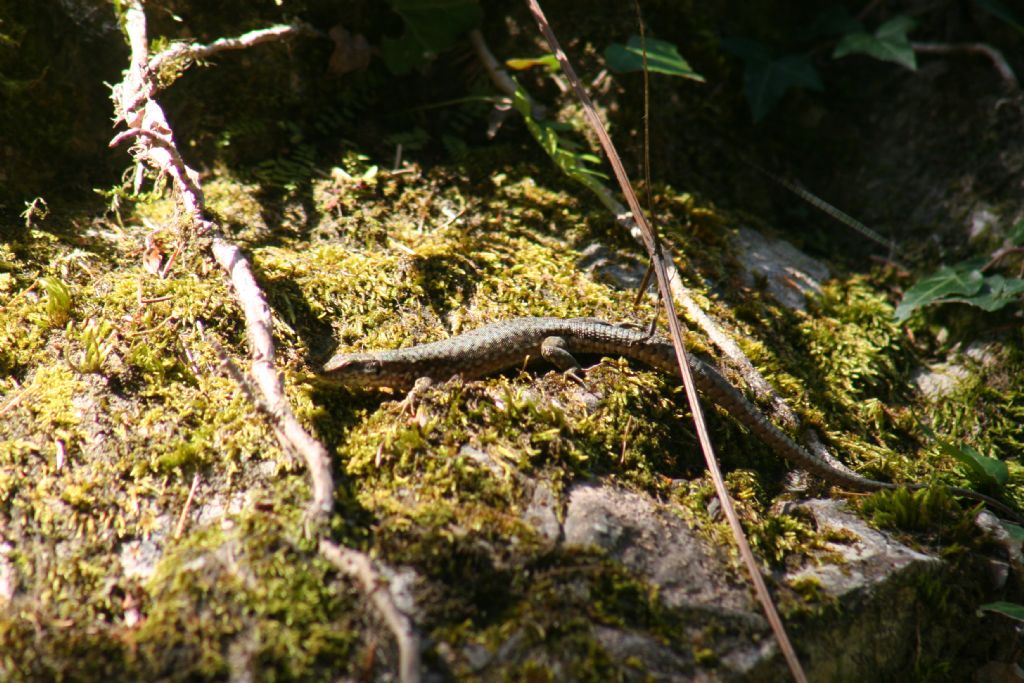 Podarcis muralis femmina?