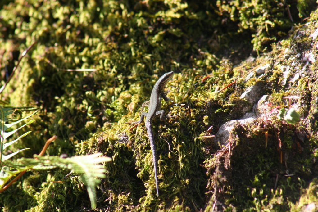 Podarcis muralis femmina?