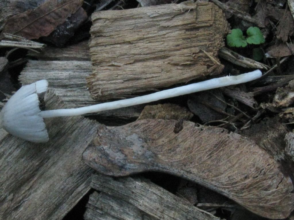 Fungo da id. 5