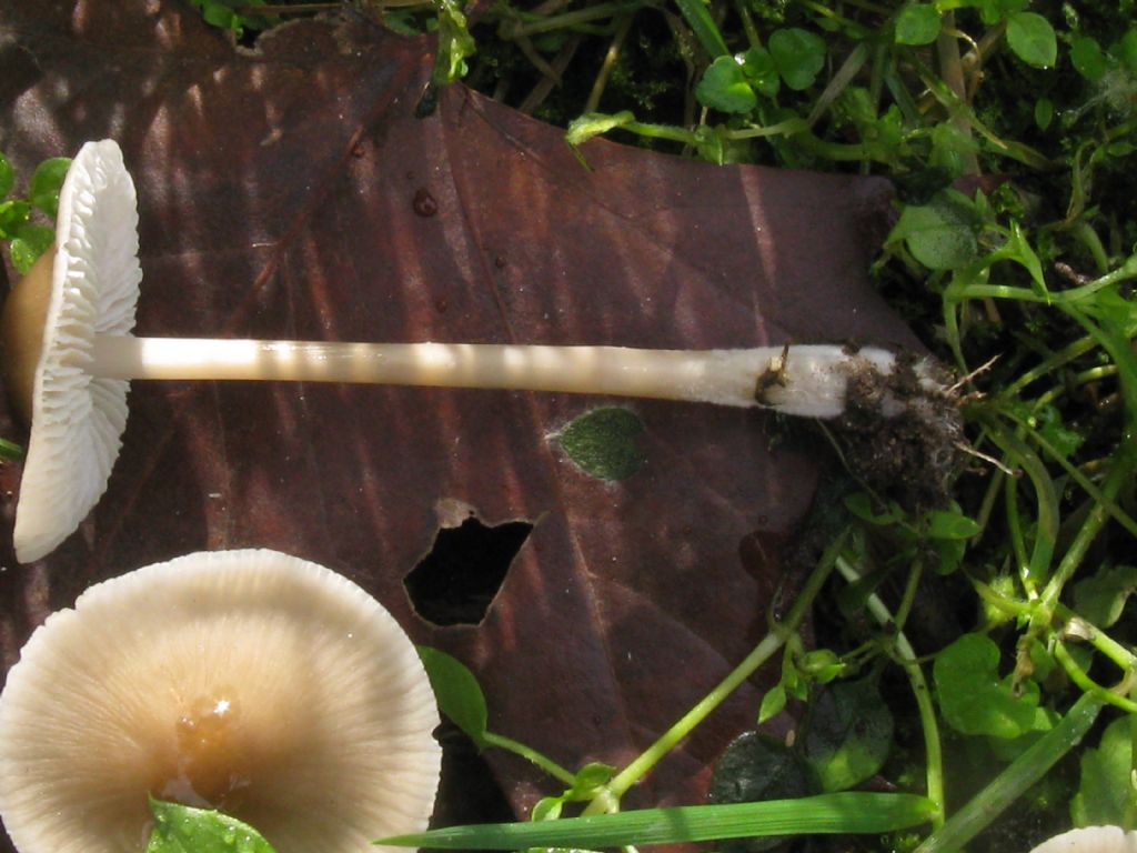 Fungo da id. 6
