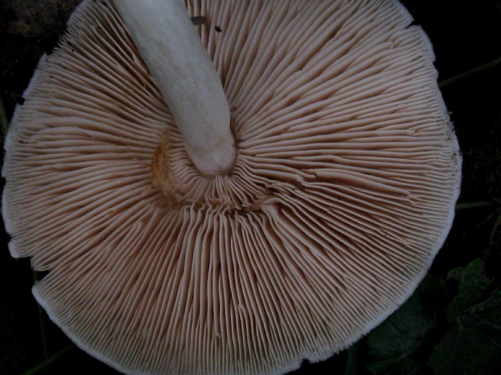 Volvopluteus gloiocephalus?