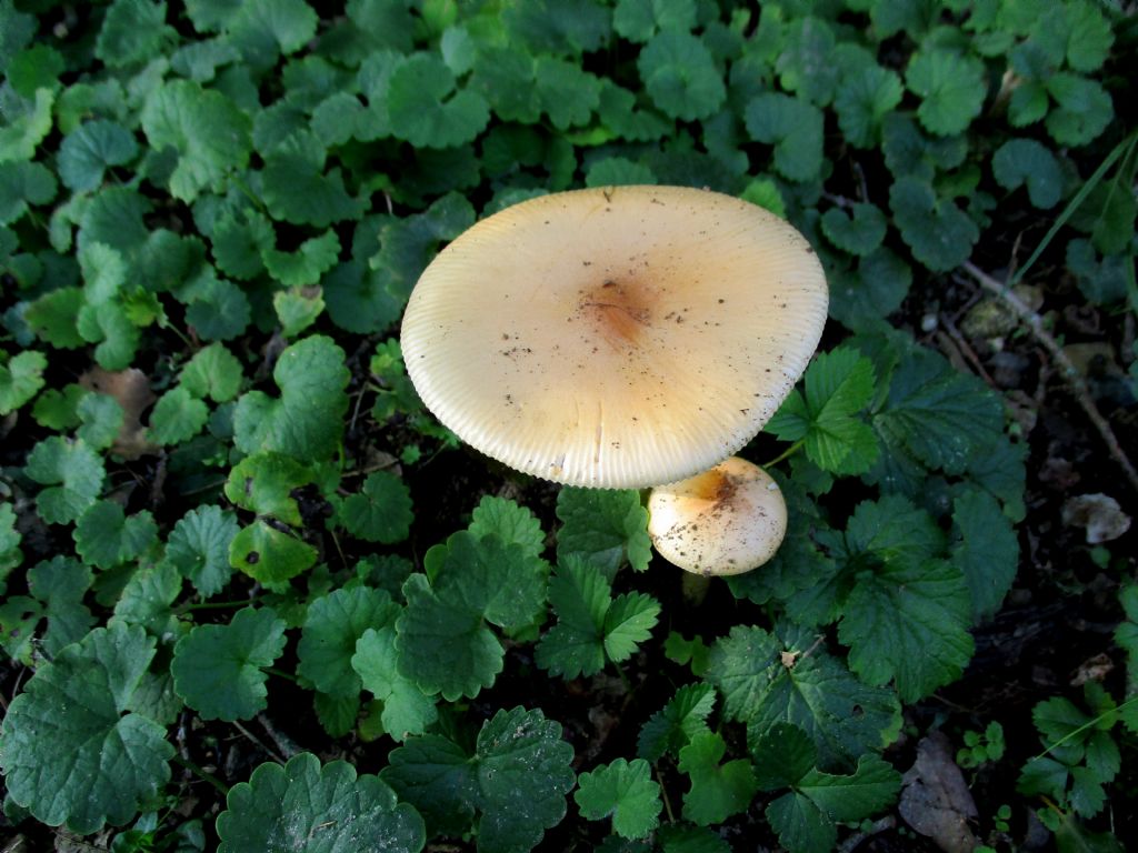 Fungo da identificare