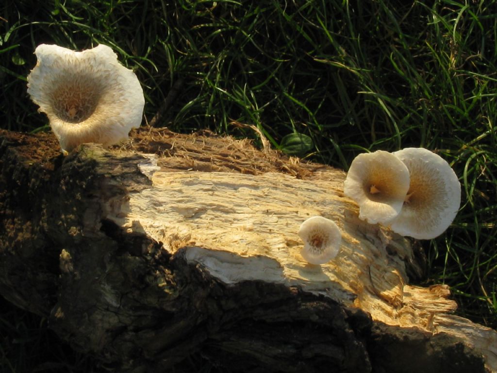 Fungo lignicolo da id.