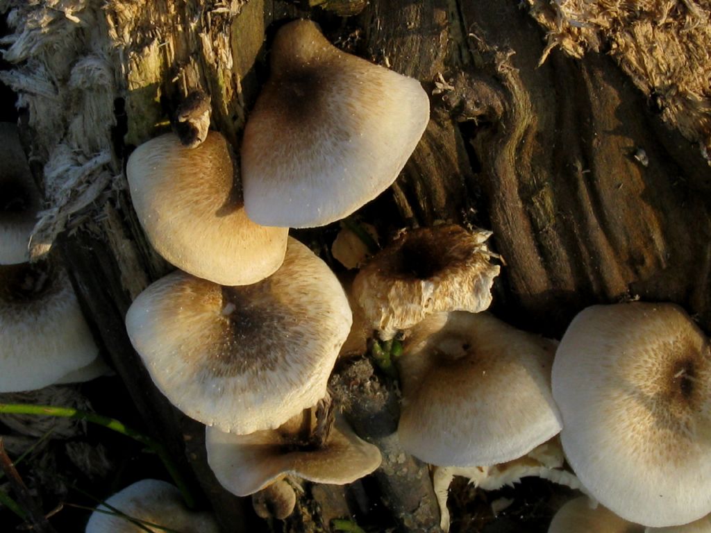 Fungo lignicolo da id.