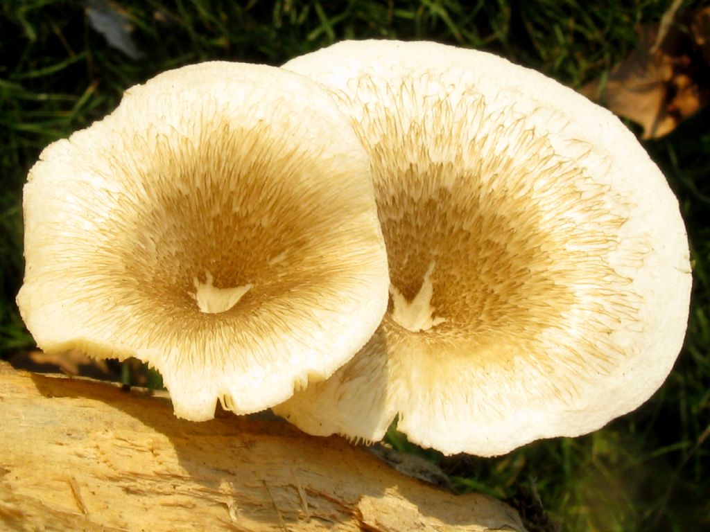 Fungo lignicolo da id.