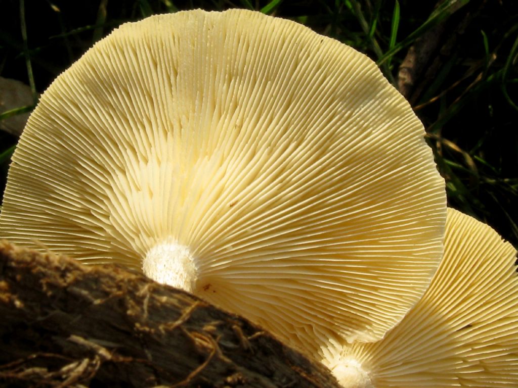 Fungo lignicolo da id.