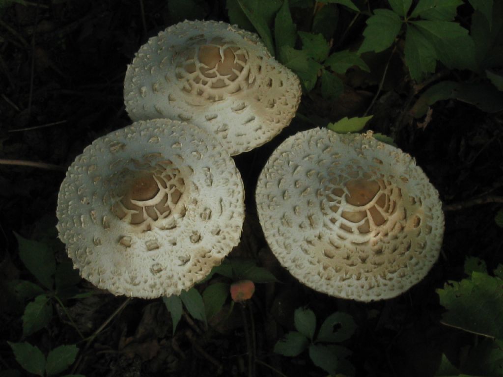 Macrolepiota procera?