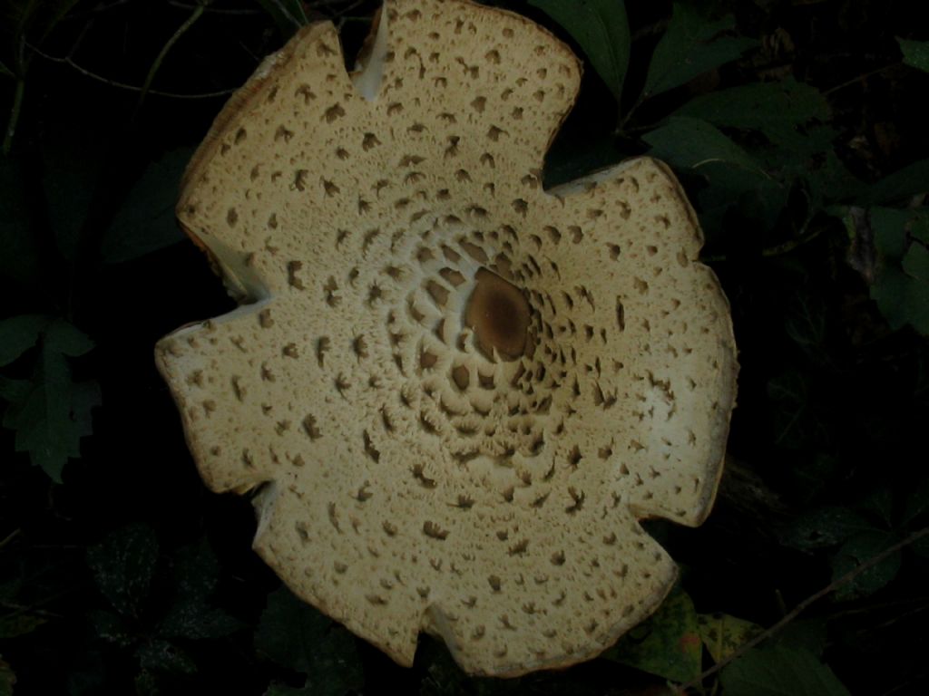 Macrolepiota procera?