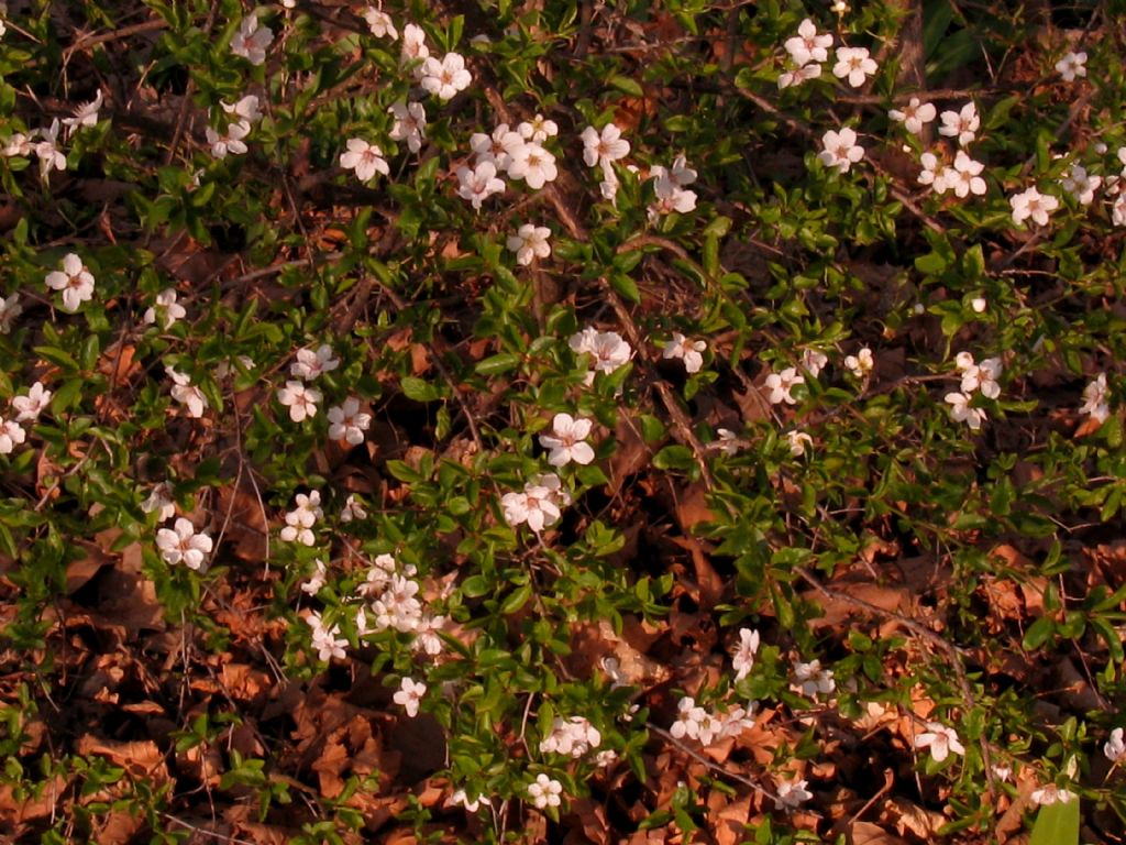 Prunus ? S Prunus sp.