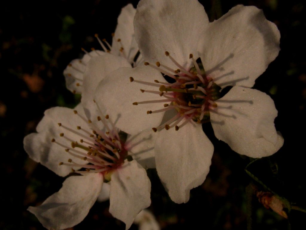 Prunus ? S Prunus sp.