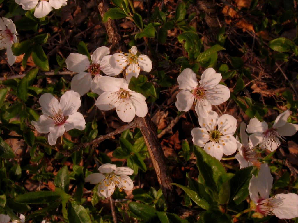 Prunus ? S Prunus sp.