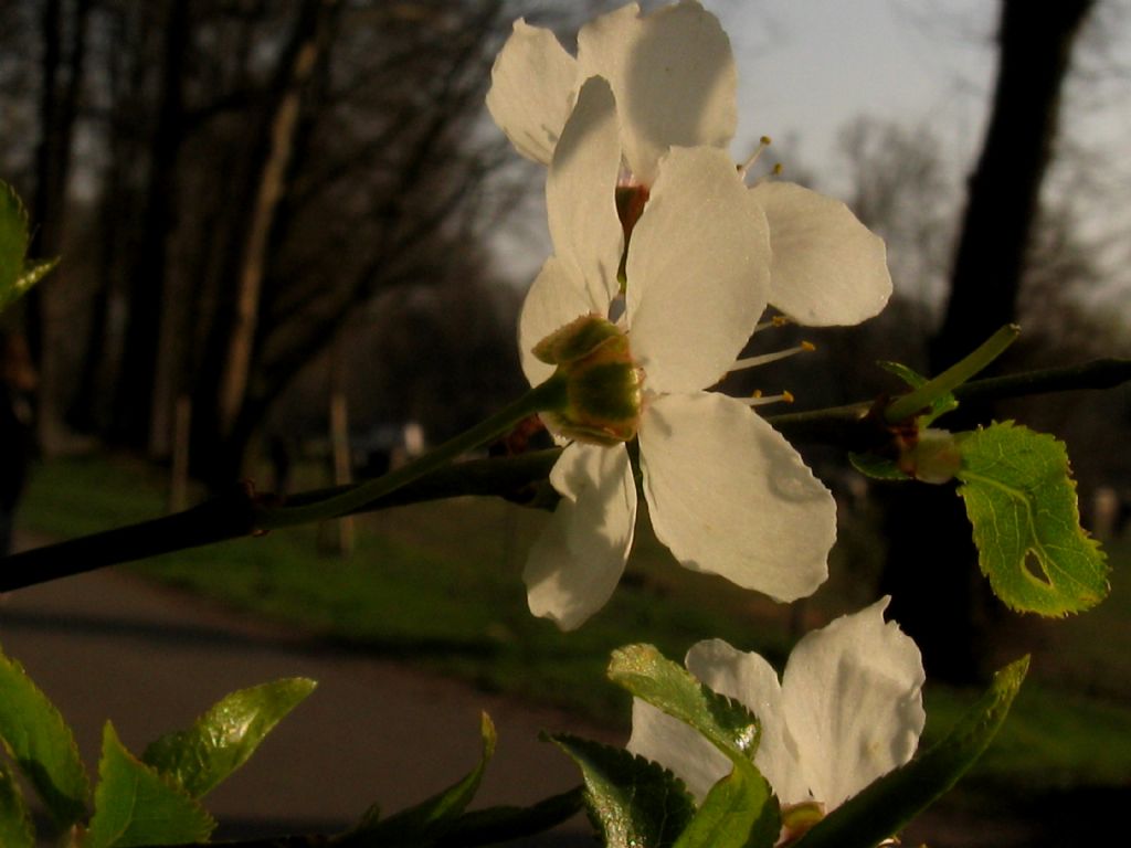 Prunus ? S Prunus sp.