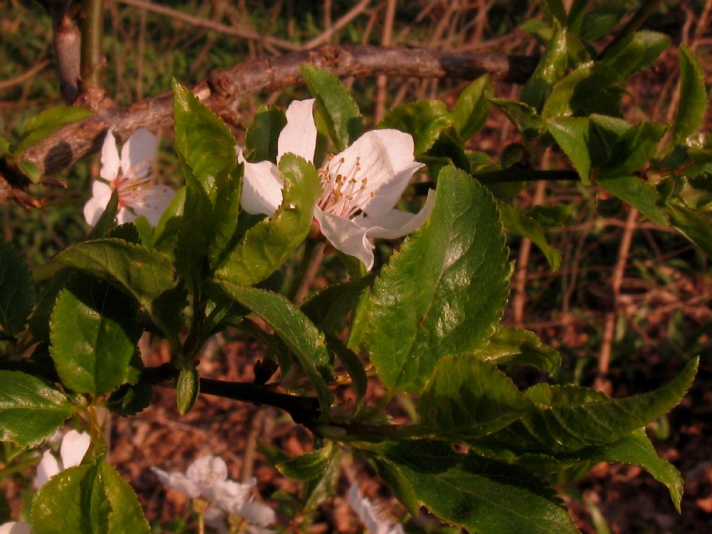 Prunus ? S Prunus sp.