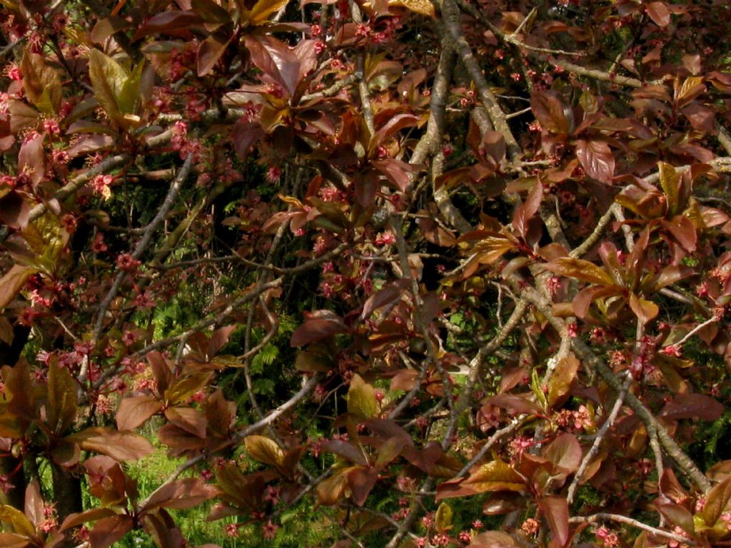Prunus cerasifera ''Pissardii''