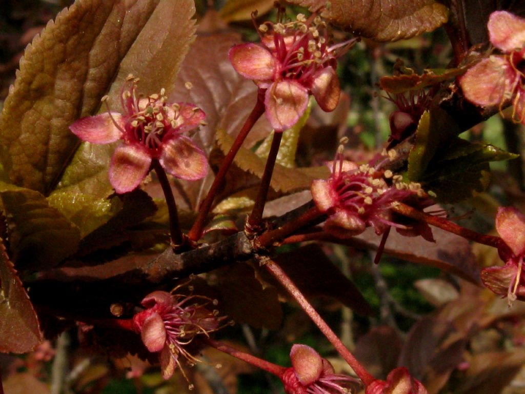 Prunus cerasifera ''Pissardii''