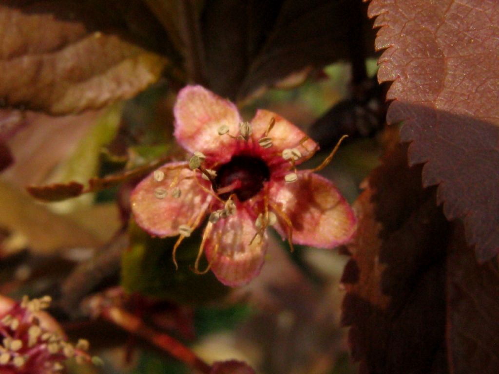 Prunus cerasifera ''Pissardii''