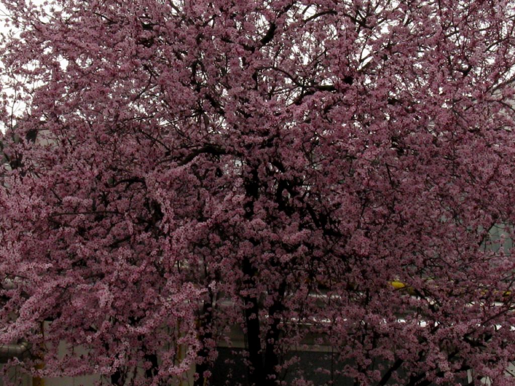 Prunus sp.