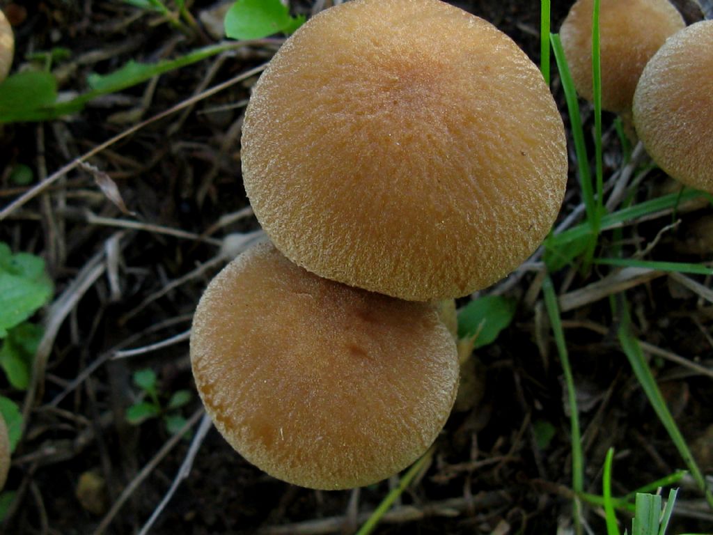 Fungo da id. 10